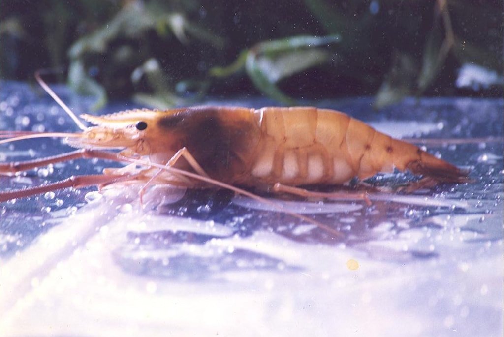 Vesper Group The Care Takers Since 1978